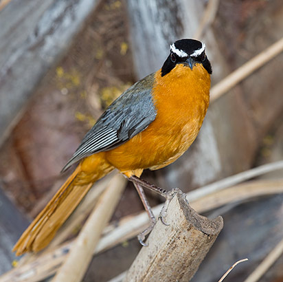 White-browed Robin-Chat